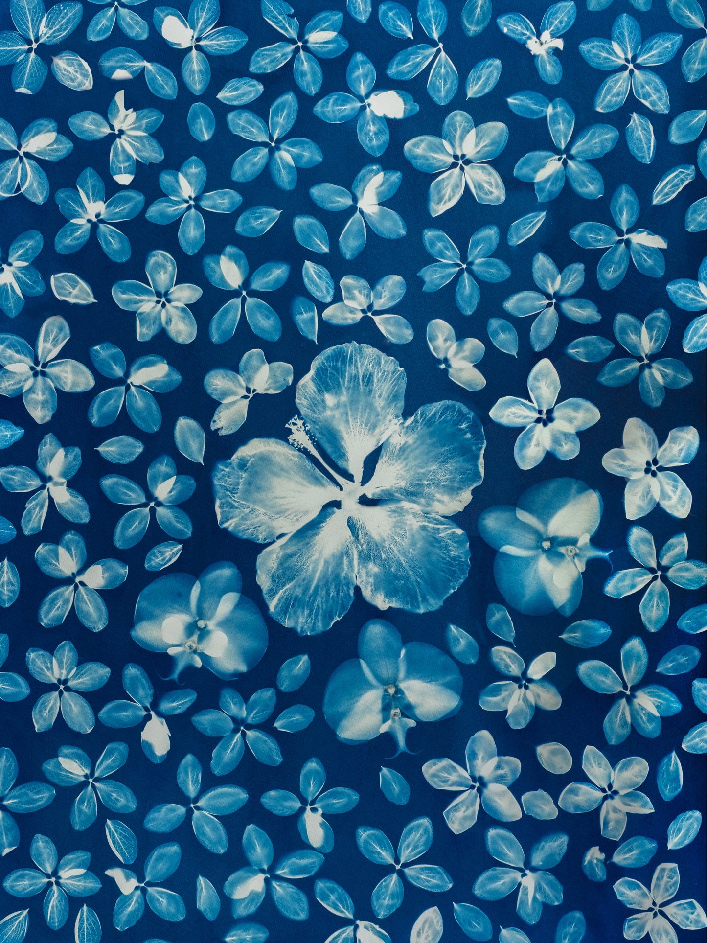 Quiet Expanse Cyanotype Print