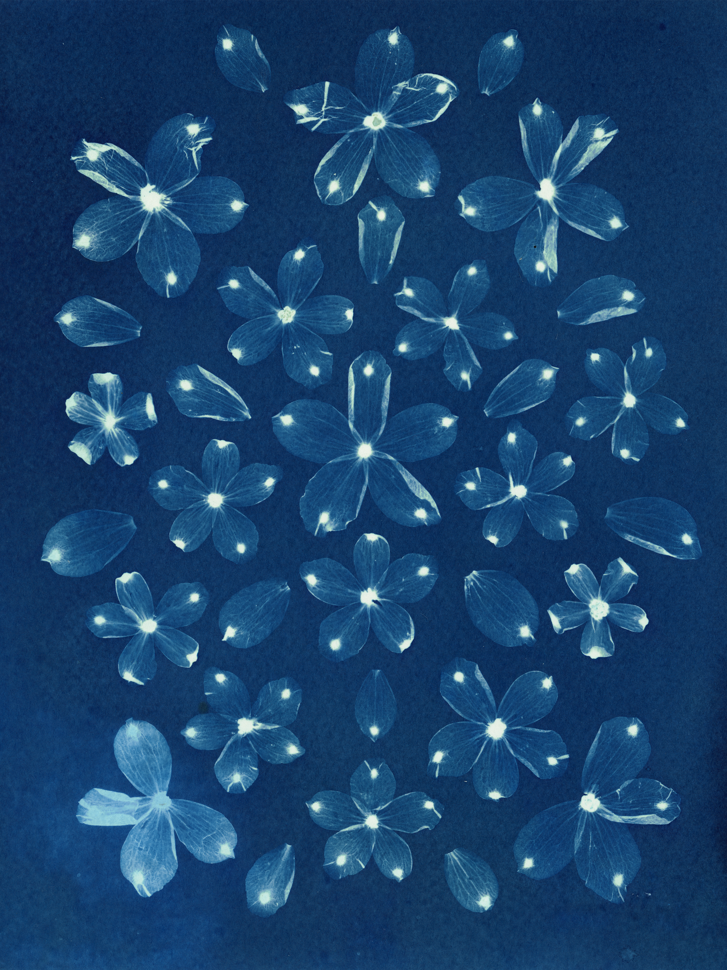 Spring Equinox Cyanotype Print