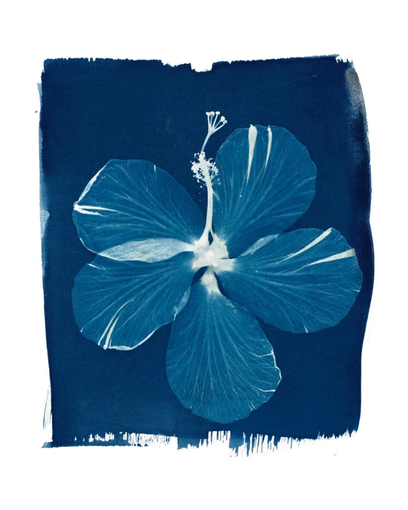 New Beginnings Hibiscus Cyanotype Print