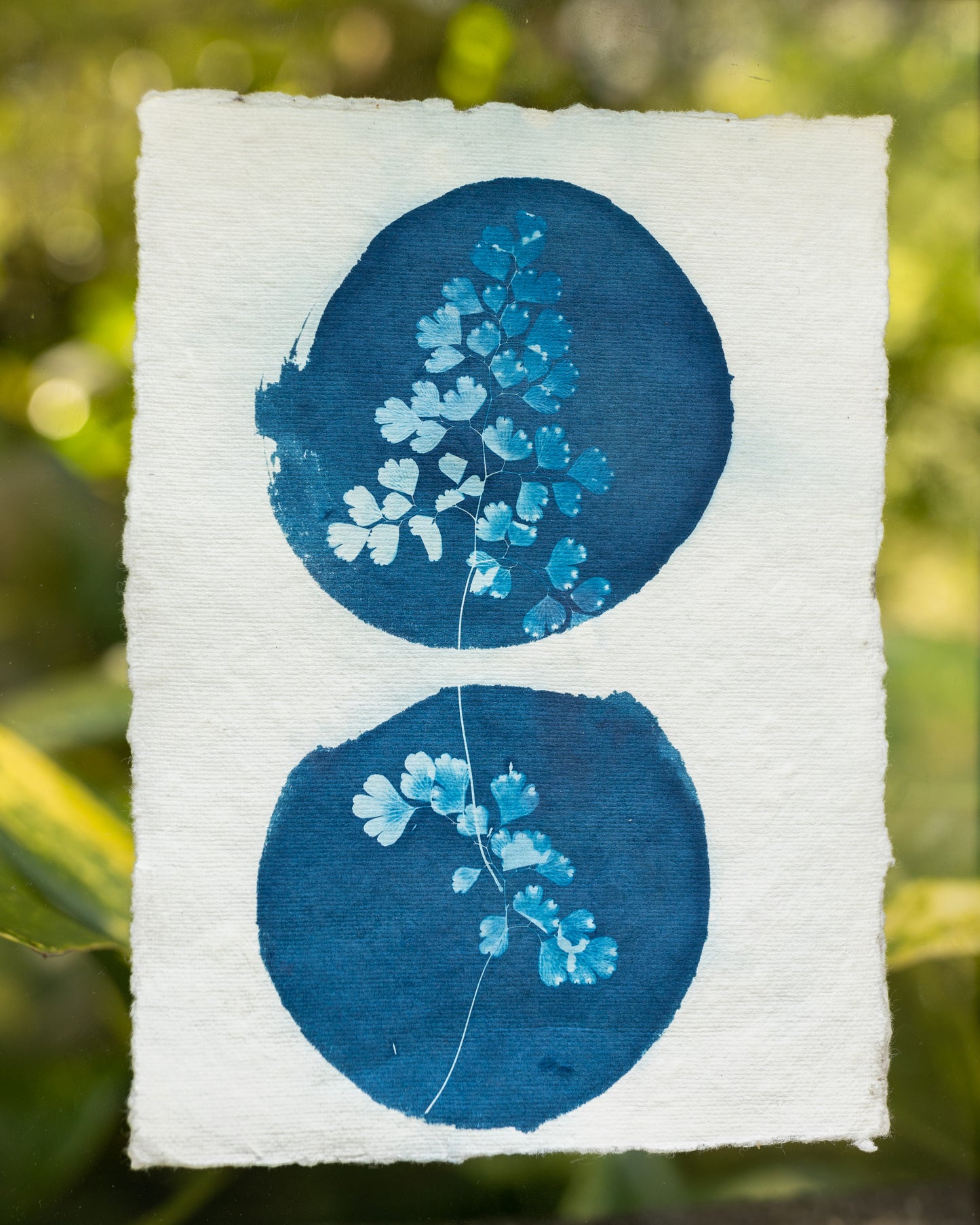 Gemini Maidenhair Cyanotype Print